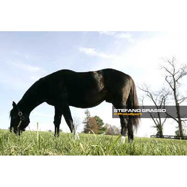 Storm Cat Overbrook Farm Lexington (KY), 6th nov.2006 ph.Stefano Grasso