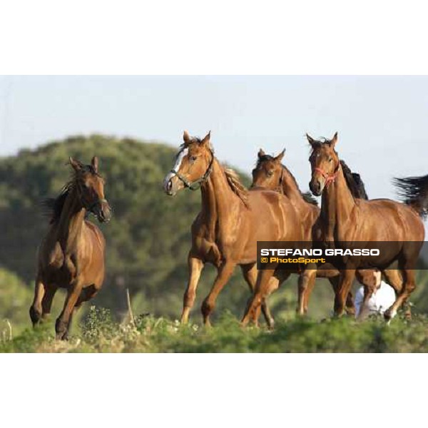 yearlings at Stud Porta Medaglia Rome, 21st may 2005 ph. Stefano Grasso