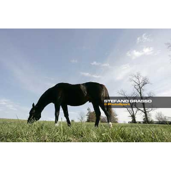 Storm Cat Overbrook Farm Lexington (KY), 6th nov.2006 ph.Stefano Grasso