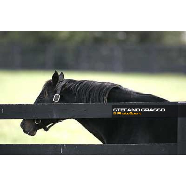Storm Cat Overbrook Farm Lexington (KY), 6th nov.2006 ph.Stefano Grasso