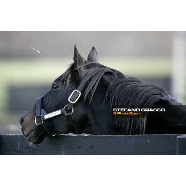 Storm Cat Overbrook Farm Lexington (KY), 6th nov.2006 ph.Stefano Grasso