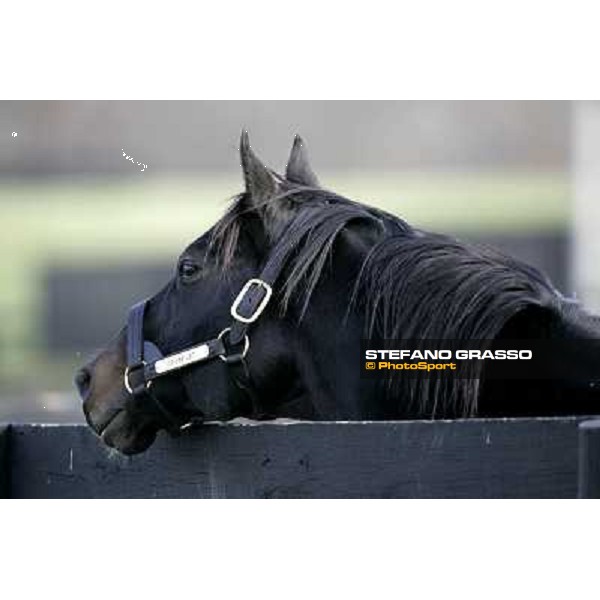Storm Cat Overbrook Farm Lexington (KY), 6th nov.2006 ph.Stefano Grasso