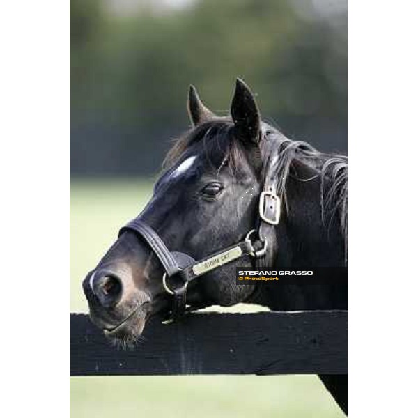Storm Cat Overbrook Farm Lexington (KY), 6th nov.2006 ph.Stefano Grasso