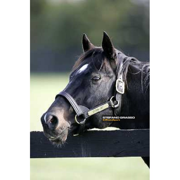 Storm Cat Overbrook Farm Lexington (KY), 6th nov.2006 ph.Stefano Grasso