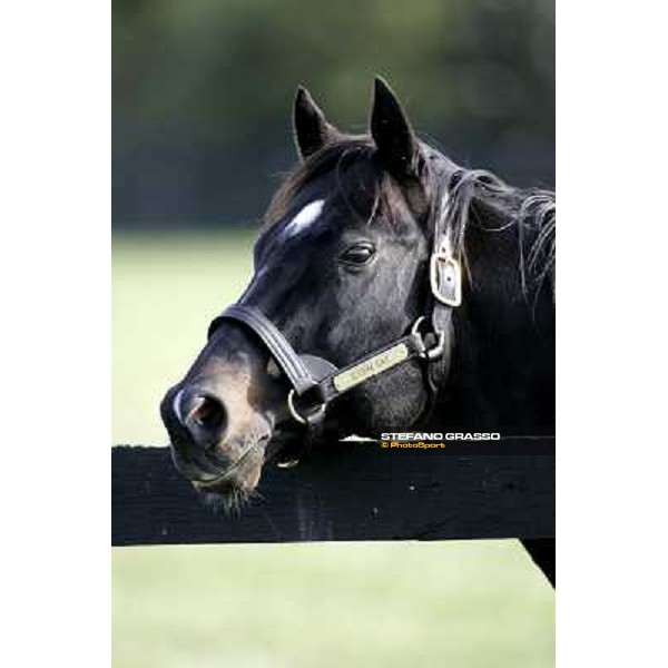 Storm Cat Overbrook Farm Lexington (KY), 6th nov.2006 ph.Stefano Grasso