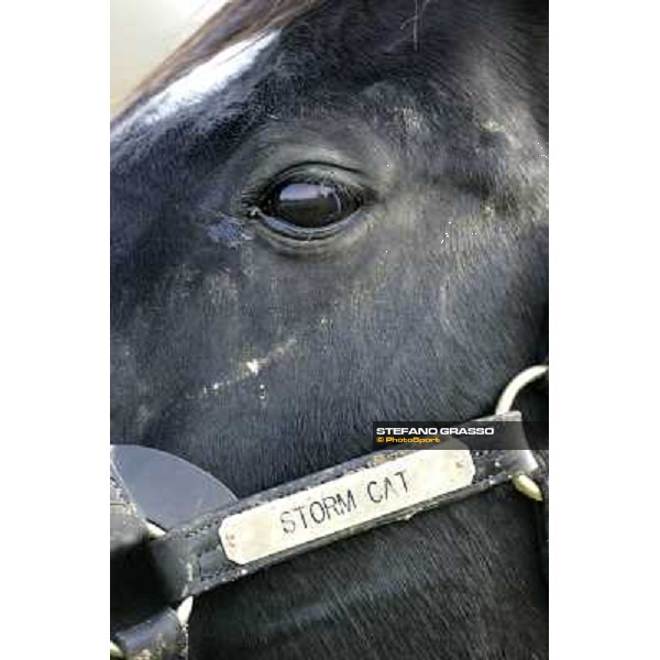 Storm Cat Overbrook Farm Lexington (KY), 6th nov.2006 ph.Stefano Grasso
