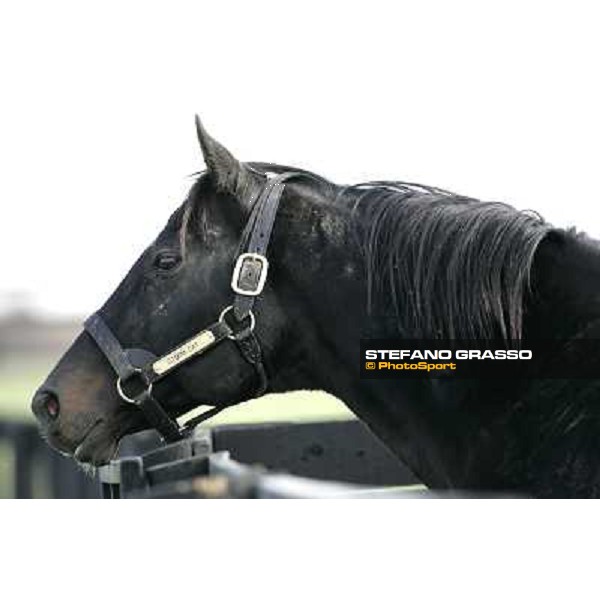 Storm Cat Overbrook Farm Lexington (KY), 6th nov.2006 ph.Stefano Grasso