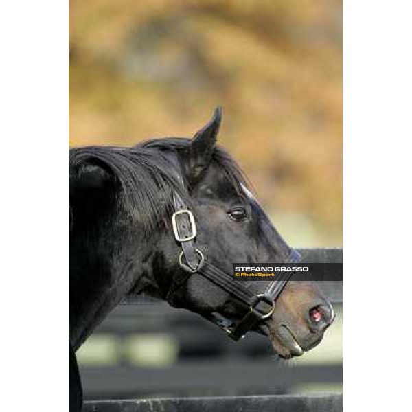 Storm Cat Overbrook Farm Lexington (KY), 6th nov.2006 ph.Stefano Grasso