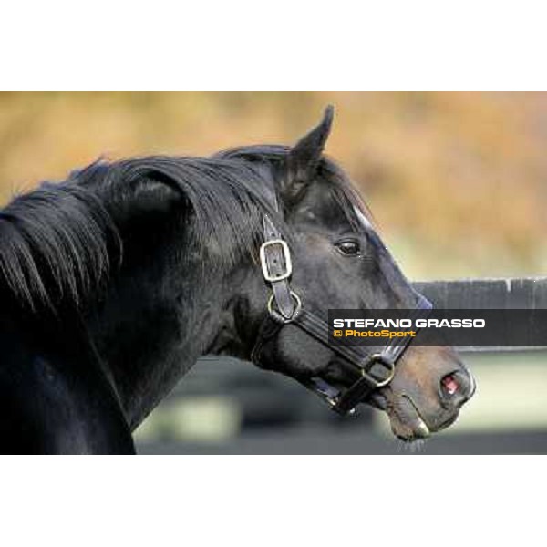 Storm Cat Overbrook Farm Lexington (KY), 6th nov.2006 ph.Stefano Grasso
