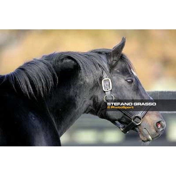 Storm Cat Overbrook Farm Lexington (KY), 6th nov.2006 ph.Stefano Grasso