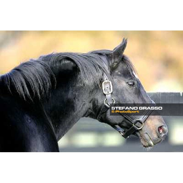 Storm Cat Overbrook Farm Lexington (KY), 6th nov.2006 ph.Stefano Grasso