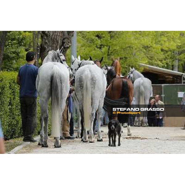 Longines Global Champions Tour of Madrid Madrid,2nd may 2013 ph.Stefano Grasso/Longines Global Champions Tour