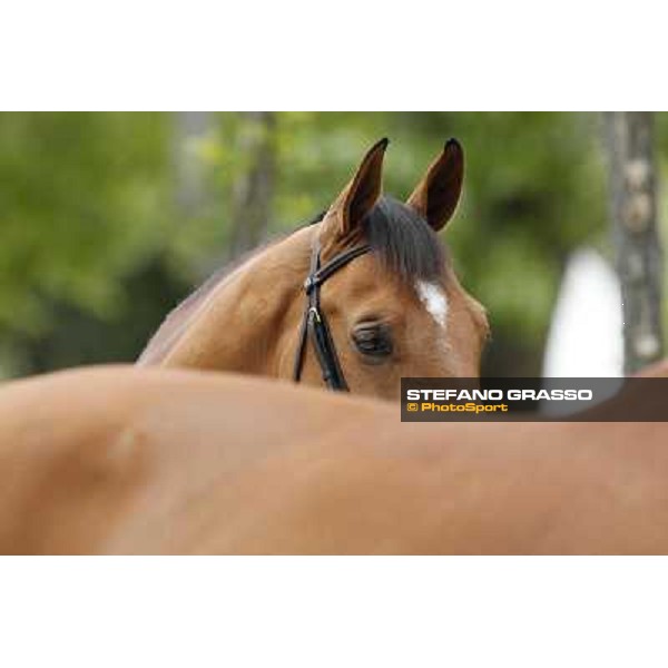 Longines Global Champions Tour of Madrid Madrid,2nd may 2013 ph.Stefano Grasso/Longines Global Champions Tour