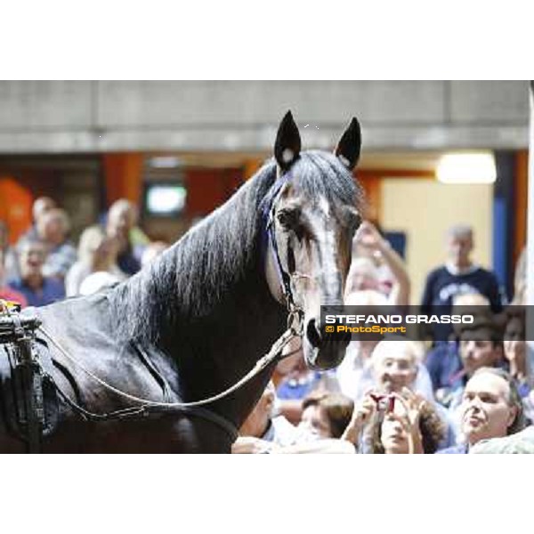 Varenne at Montecatini Sesana racecourse Montecatini,31st august 2013 ph.Stefano Grasso