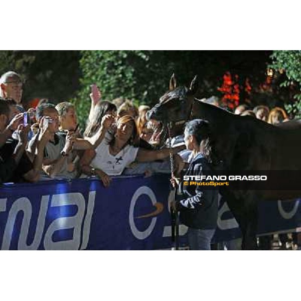 Varenne at Montecatini racecourse Montecatini,31st august 2013 ph.Stefano Grasso
