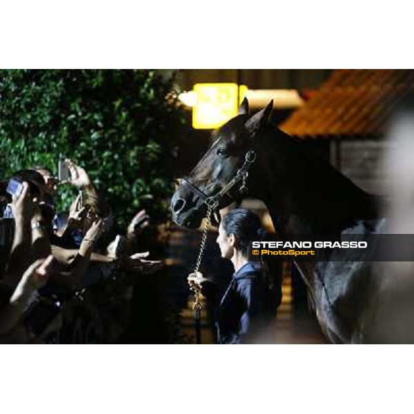 Varenne at Montecatini racecourse Montecatini,31st august 2013 ph.Stefano Grasso