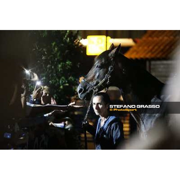 Varenne at Montecatini racecourse Montecatini,31st august 2013 ph.Stefano Grasso
