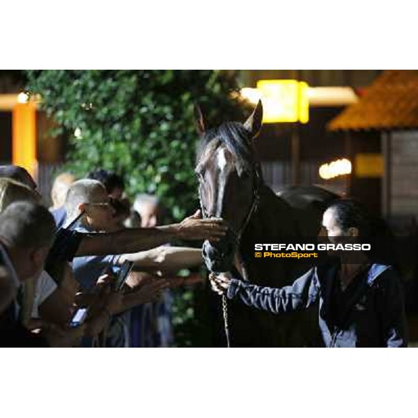 Varenne at Montecatini racecourse Montecatini,31st august 2013 ph.Stefano Grasso