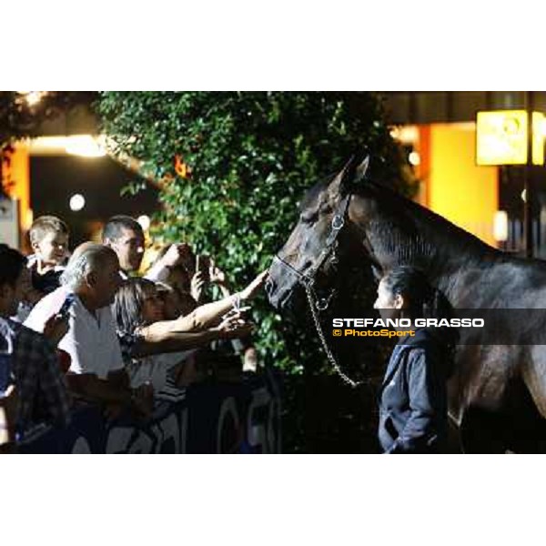 Varenne at Montecatini racecourse Montecatini,31st august 2013 ph.Stefano Grasso