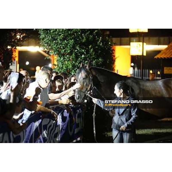Varenne at Montecatini racecourse Montecatini,31st august 2013 ph.Stefano Grasso
