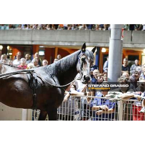 Varenne at Montecatini racecourse Montecatini,31st august 2013 ph.Stefano Grasso