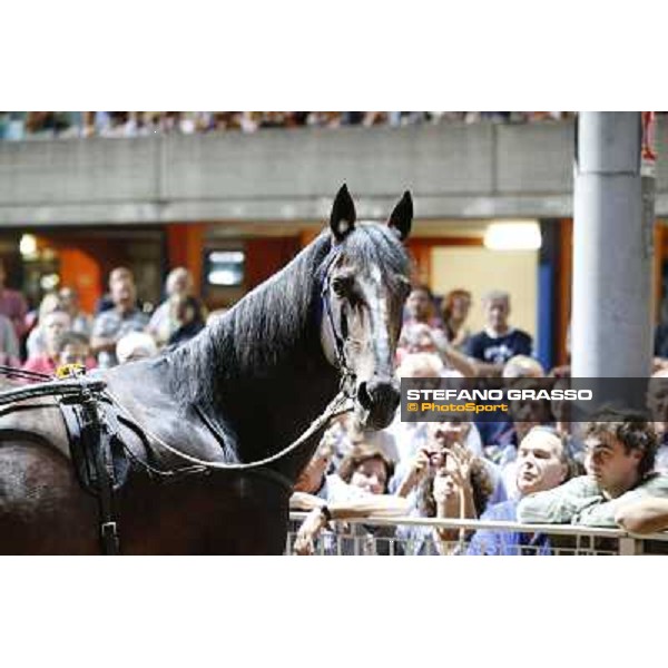Varenne at Montecatini racecourse Montecatini,31st august 2013 ph.Stefano Grasso