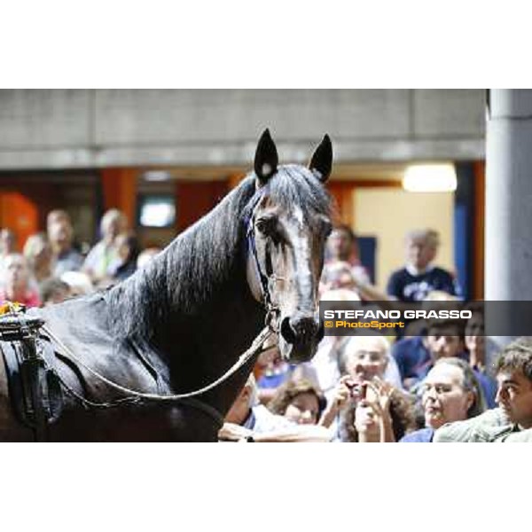 Varenne at Montecatini racecourse Montecatini,31st august 2013 ph.Stefano Grasso