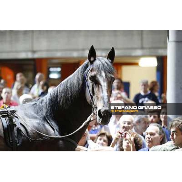 Varenne at Montecatini racecourse Montecatini,31st august 2013 ph.Stefano Grasso