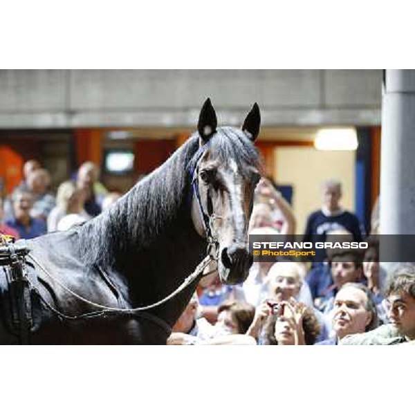 Varenne at Montecatini racecourse Montecatini,31st august 2013 ph.Stefano Grasso