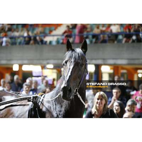 Varenne at Montecatini racecourse Montecatini,31st august 2013 ph.Stefano Grasso