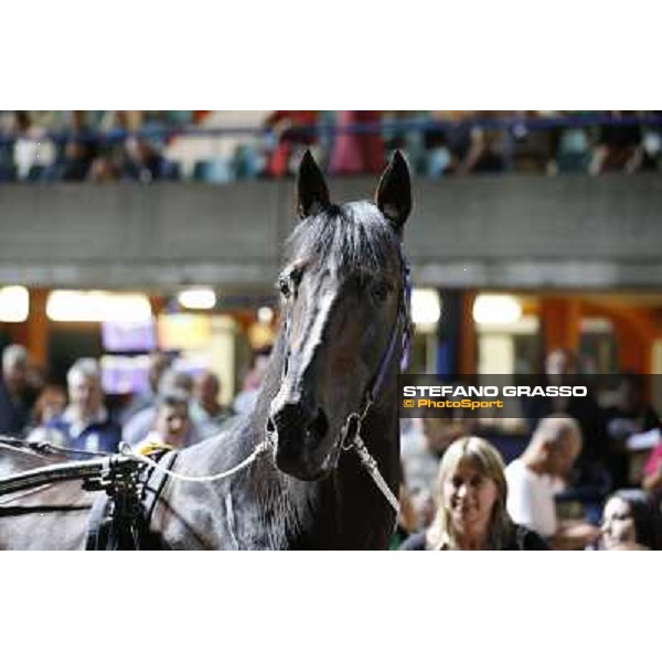 Varenne at Montecatini racecourse Montecatini,31st august 2013 ph.Stefano Grasso