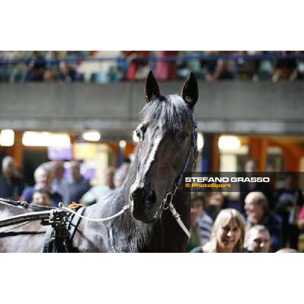 Varenne at Montecatini racecourse Montecatini,31st august 2013 ph.Stefano Grasso