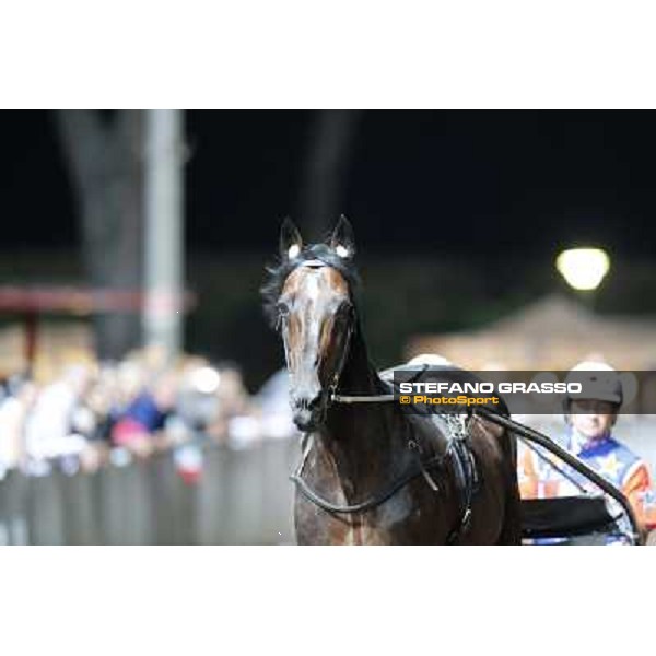Varenne at Montecatini racecourse Montecatini,31st august 2013 ph.Stefano Grasso