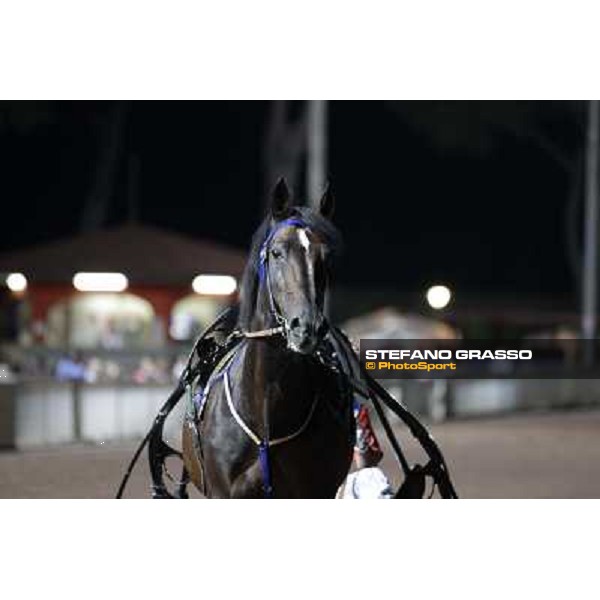 Varenne at Montecatini racecourse Montecatini,31st august 2013 ph.Stefano Grasso