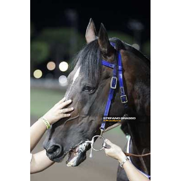 Varenne at Montecatini racecourse Montecatini,31st august 2013 ph.Stefano Grasso