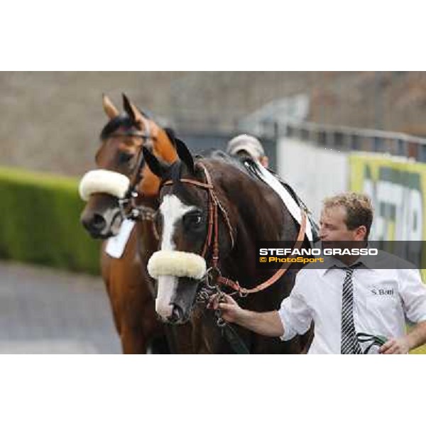 Vedelago 2nd in the Premio Festuca Rome,Capannelle racecourse,8th sept.2013 ph.Stefano Grasso