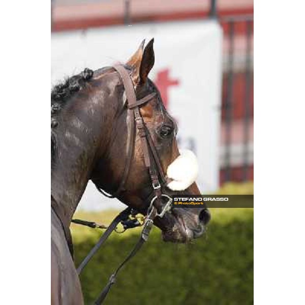 Carlo Fiocchi and Principe Adepto win the Premio Festuca Rome,Capannelle racecourse,8th sept.2013 ph.Stefano Grasso