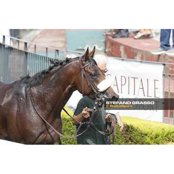 Carlo Fiocchi and Principe Adepto win the Premio Festuca Rome,Capannelle racecourse,8th sept.2013 ph.Stefano Grasso