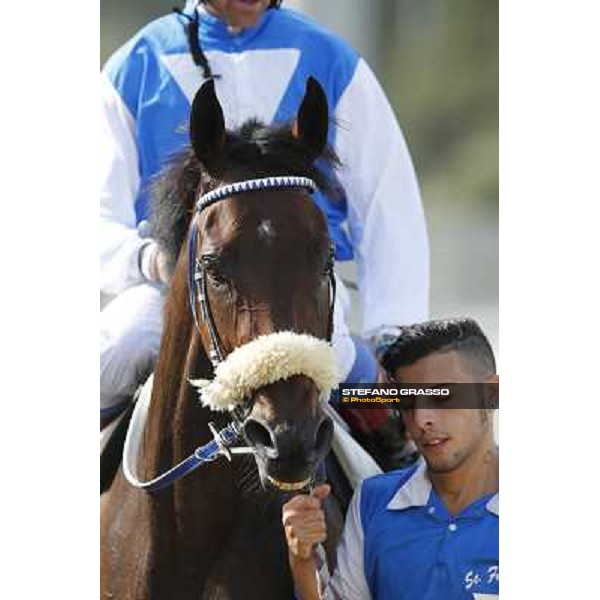 Valvibrata win the Premio Handicap d\'Autunno Rome,Capannelle racecourse,8th sept.2013 ph.Stefano Grasso
