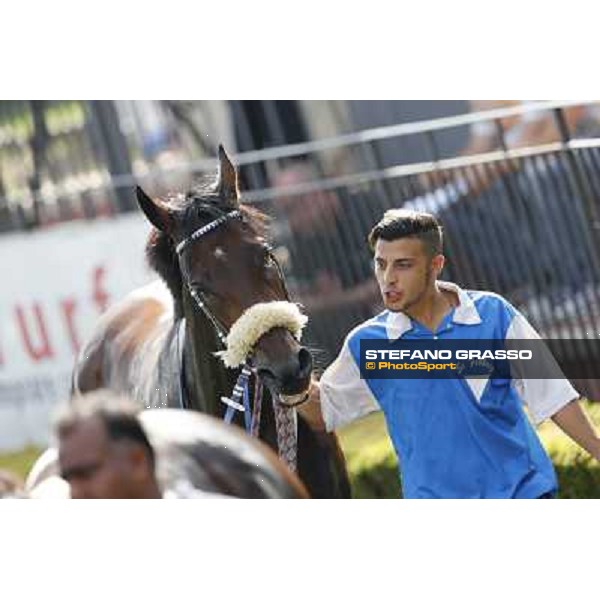 Valvibrata after winning the Premio Handicap d\'Autunno Rome,Capannelle racecourse,8th sept.2013 ph.Stefano Grasso