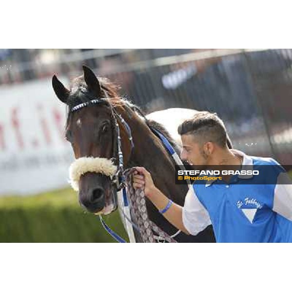 Valvibrata after winning the Premio Handicap d\'Autunno Rome,Capannelle racecourse,8th sept.2013 ph.Stefano Grasso