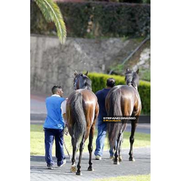 Valvibrata after winning the Premio Handicap d\'Autunno Rome,Capannelle racecourse,8th sept.2013 ph.Stefano Grasso
