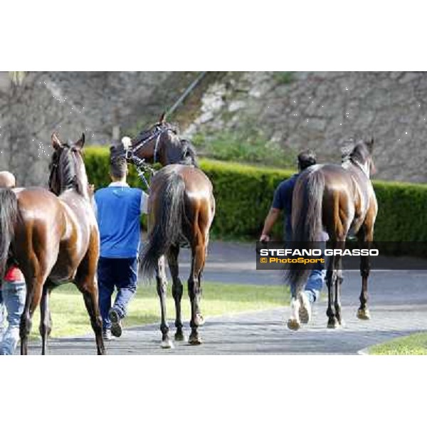 Valvibrata after winning the Premio Handicap d\'Autunno Rome,Capannelle racecourse,8th sept.2013 ph.Stefano Grasso