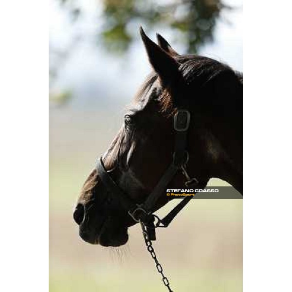 Varenne\'s father, Waikiki Beach born 30th may 1984 Speedy Somolli and Hula Lobell Anzola dell\'Emilia,10th sept.2013 ph.Stefano Grasso