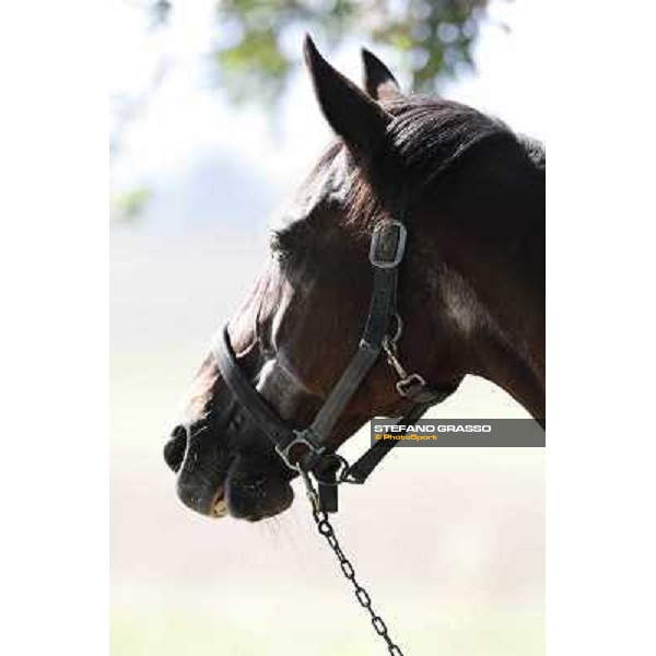 Varenne\'s father, Waikiki Beach born 30th may 1984 Speedy Somolli and Hula Lobell Anzola dell\'Emilia,10th sept.2013 ph.Stefano Grasso