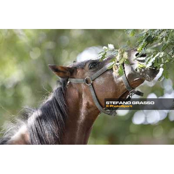Varenne\'s father, Waikiki Beach born 30th may 1984 Speedy Somolli and Hula Lobell Anzola dell\'Emilia,10th sept.2013 ph.Stefano Grasso