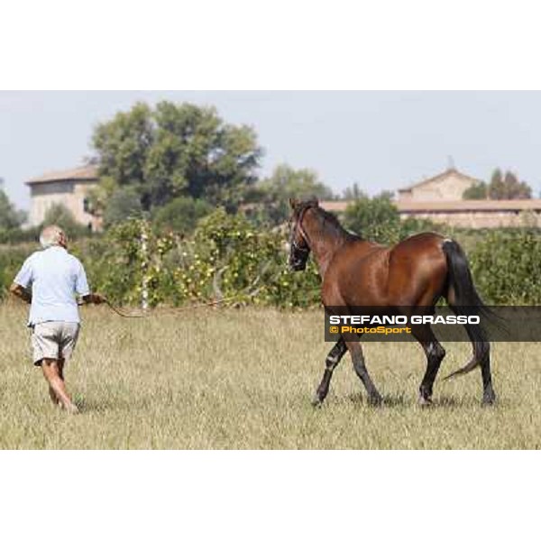 Varenne\'s father, Waikiki Beach born 30th may 1984 Speedy Somolli and Hula Lobell Anzola dell\'Emilia,10th sept.2013 ph.Stefano Grasso