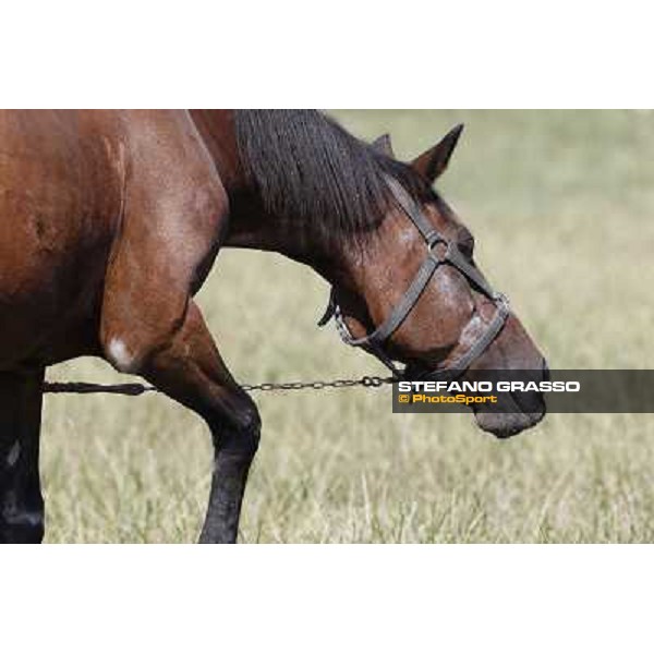 Varenne\'s father, Waikiki Beach born 30th may 1984 Speedy Somolli and Hula Lobell Anzola dell\'Emilia,10th sept.2013 ph.Stefano Grasso