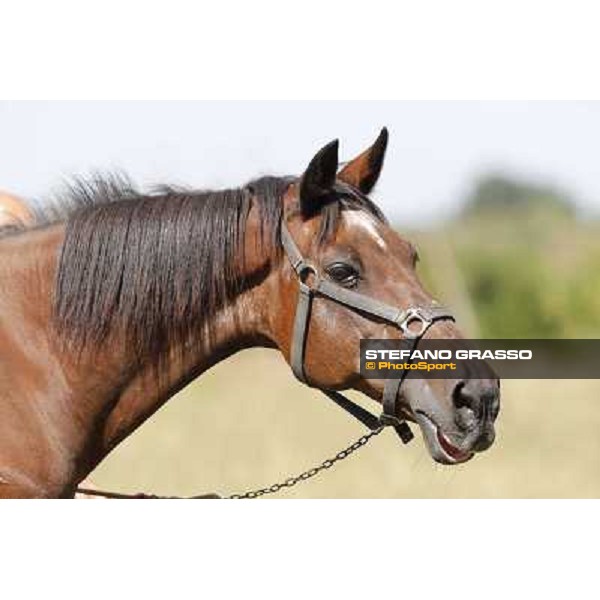 Varenne\'s father, Waikiki Beach born 30th may 1984 Speedy Somolli and Hula Lobell Anzola dell\'Emilia,10th sept.2013 ph.Stefano Grasso