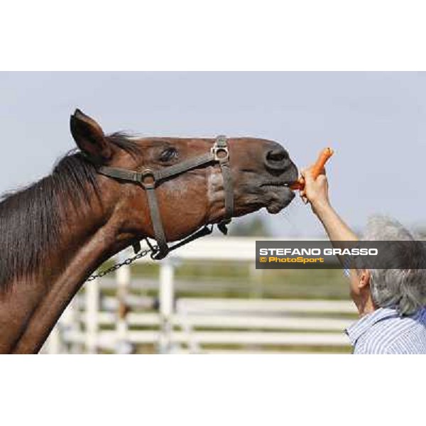 Varenne\'s father, Waikiki Beach born 30th may 1984 Speedy Somolli and Hula Lobell Anzola dell\'Emilia,10th sept.2013 ph.Stefano Grasso